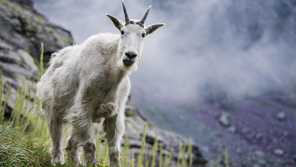 Montana wildlife mountain goat