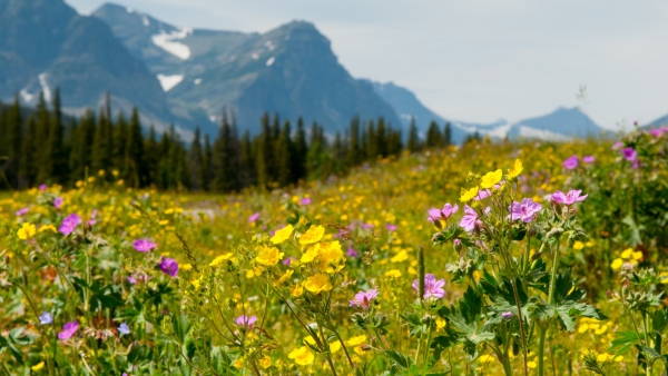 Mountains with wildflowers 