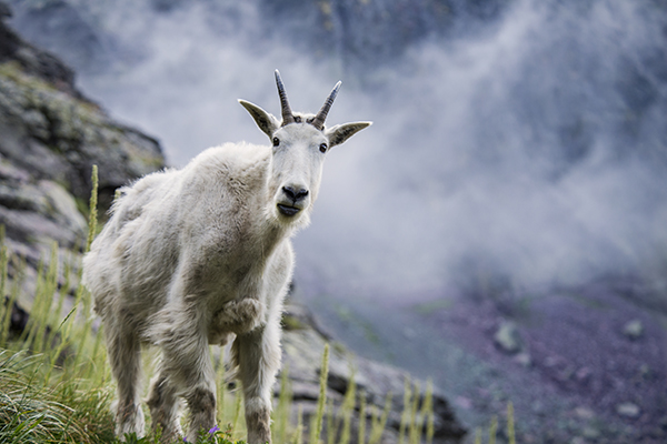 Montana wildlife mountain goat